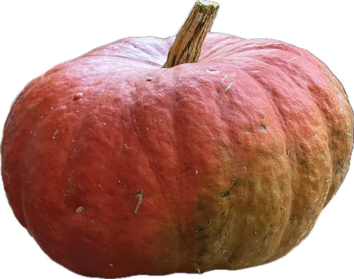 Soirée Halloween familiale à Tracy-le-Mont – Le Sabbat des Brossières 🎃 - Oise.fun