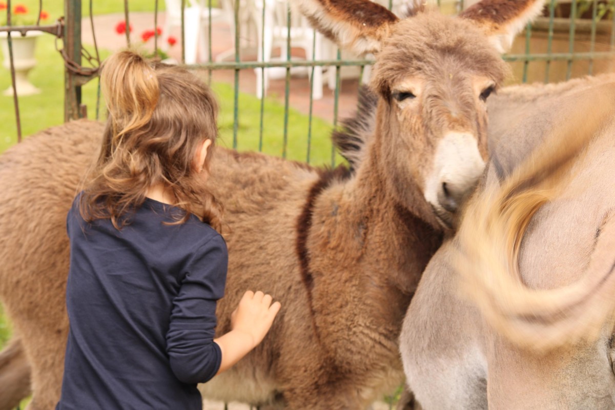 Asinerie du Vauroux – Rencontre avec les ânes et musée hippomobile - Oise.fun