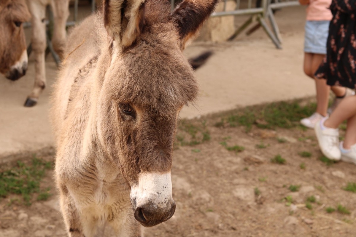 Asinerie du Vauroux – Rencontre avec les ânes et musée hippomobile - Oise.fun